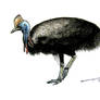 Southern cassowary