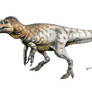 Neovenator