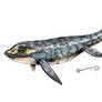 Cartorhynchus lenticarpus