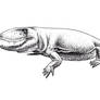 Ophiacodon mirus