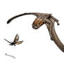 Anurognathus ammoni hunts kalligrammatid