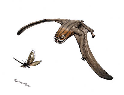 Anurognathus ammoni hunts kalligrammatid