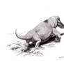 Struthiocephalus laying eggs