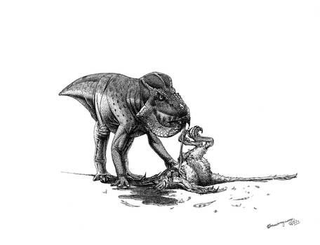 Leptoceratops eating a dromaeosaurid
