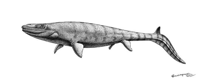 Prognathodon sp. from Jordan