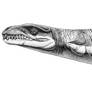 Dakosaurus andiniensis
