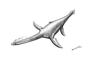 Seeleyosaurus guilelmiimperatoris