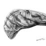 Dubreuillosaurus valesdunensis portrait