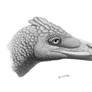Saurornitholestes langstoni portrait