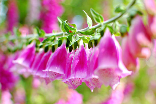 Purple Bells