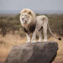 Magnificent White Lion standing on huge rock in Af