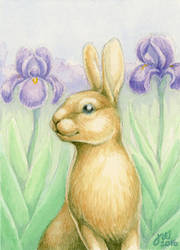 Rabbit and Irises