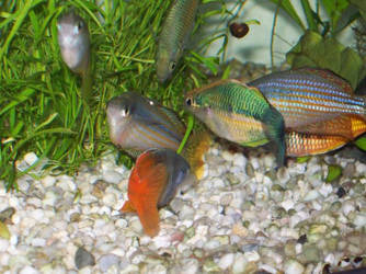 Rainbowfish tank
