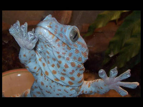 My Tokay gecko