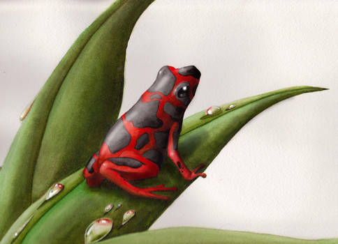 Red Dart Frog