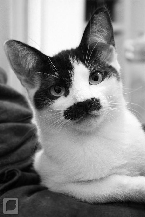 Mr. Moustache by FabianaSilva