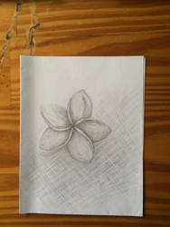 Plumeria Sketch 1