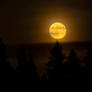 The May Moon Rising Above the Treetops