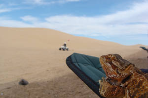 Beardie's View at Glamis Dunes