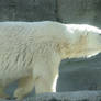 Polar bear.