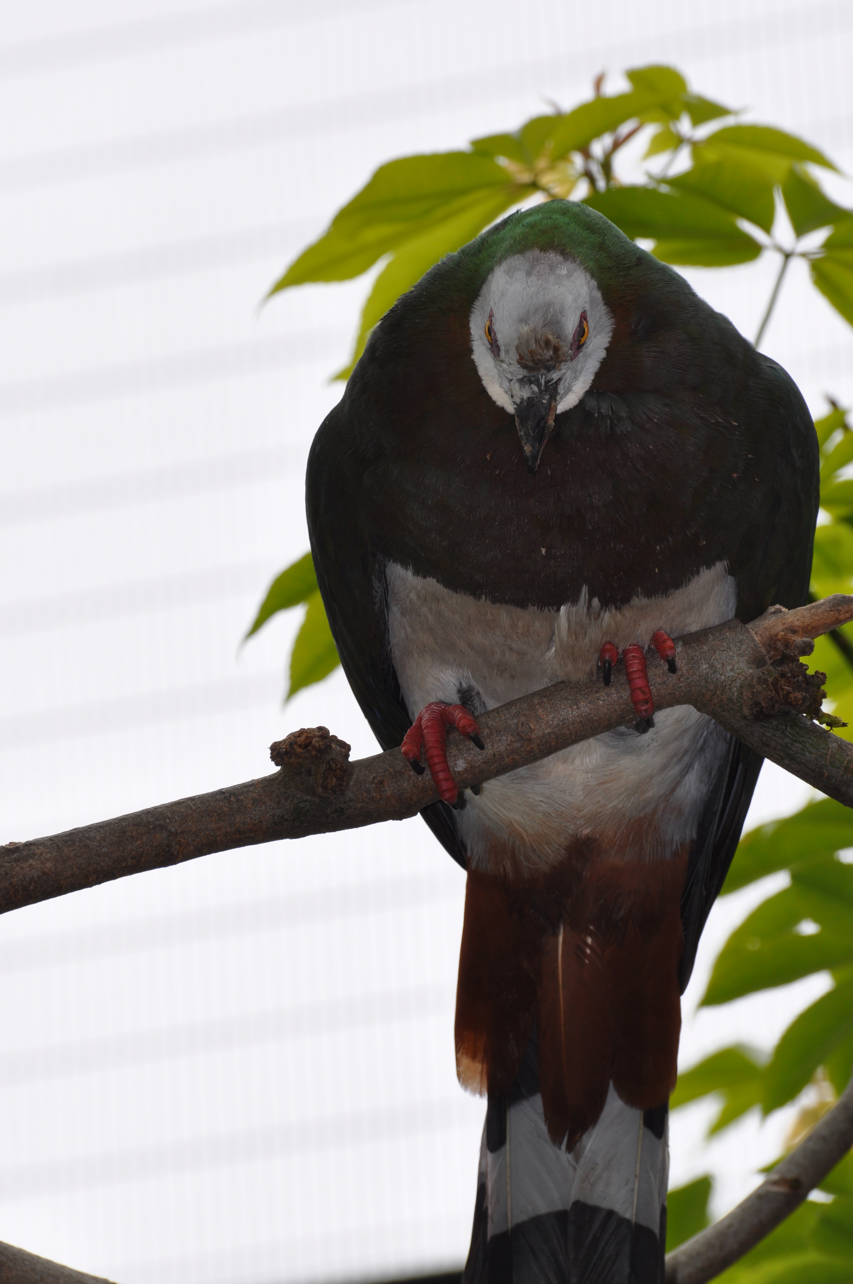 Bird in tree