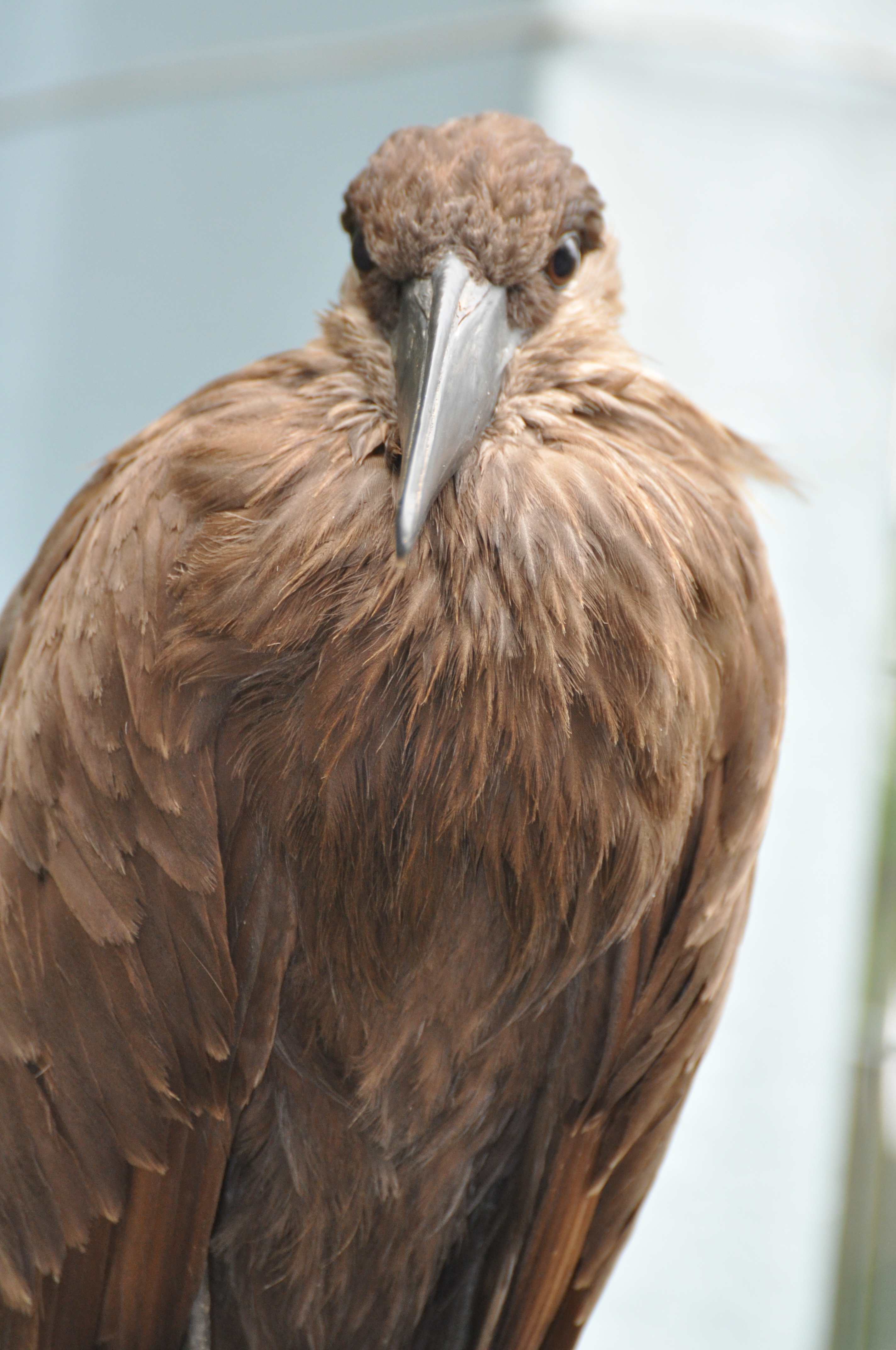 Gorgeous Bird