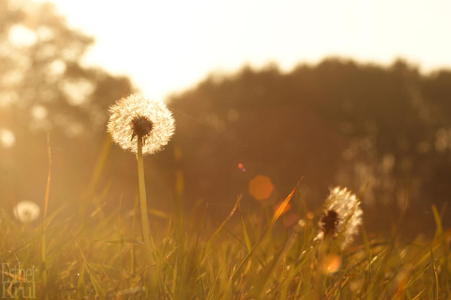 Dandelion