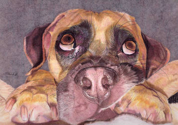 Colour Pencil Spud the Puggle by mchurchill1982