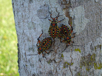 Stained Glass Beetles