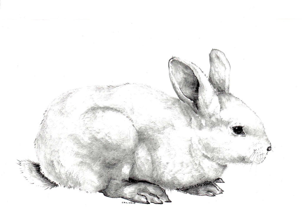 Rabbit by AlexanderCrW on DeviantArt