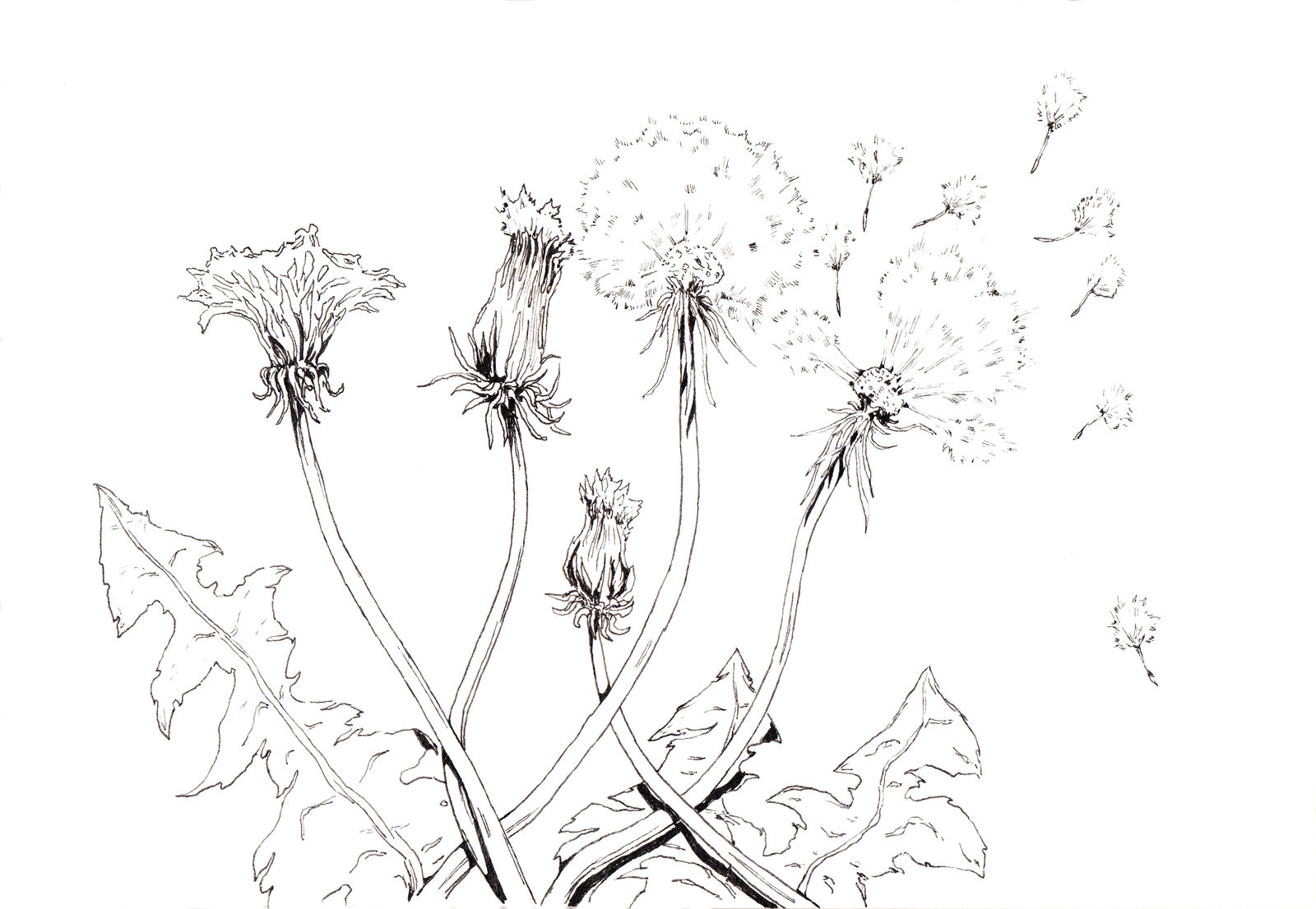 Dandelions