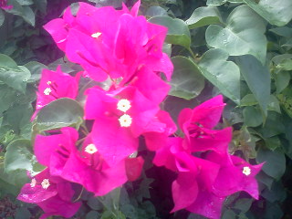 Pink Bougainvillea