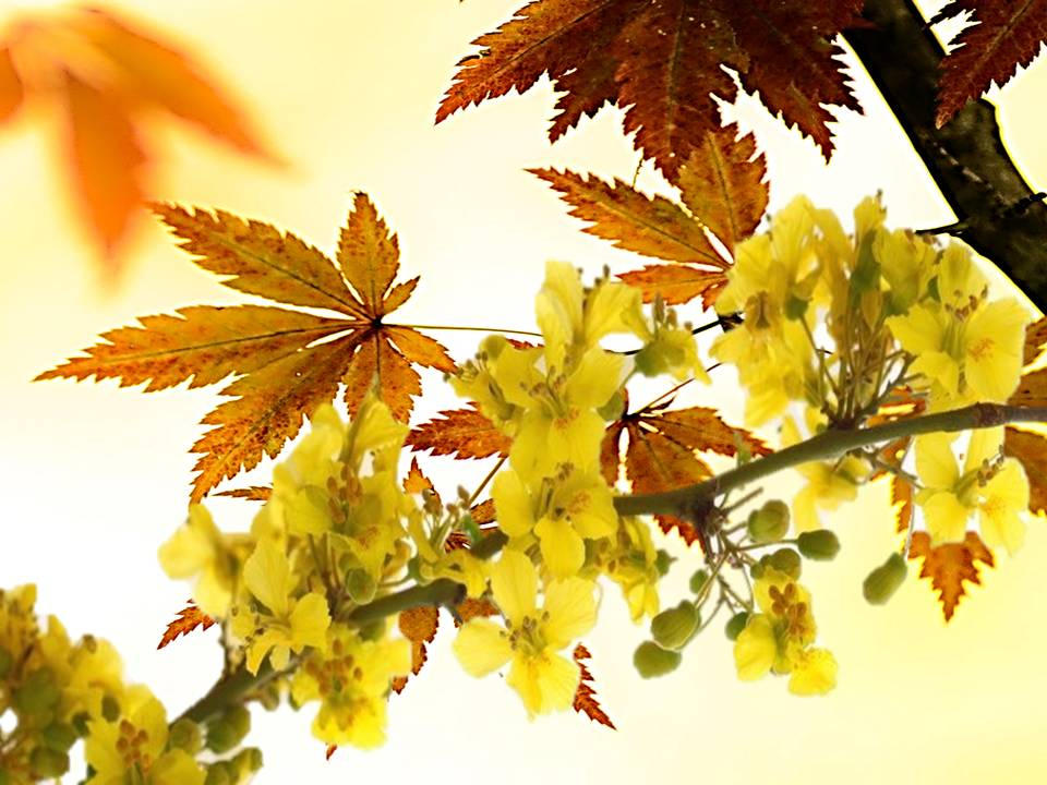 Mixing Spring With Autumn by QuintonDeveraux on DeviantArt