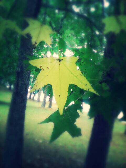 leaf on the forest