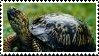 Turtle Stamp by Atom45