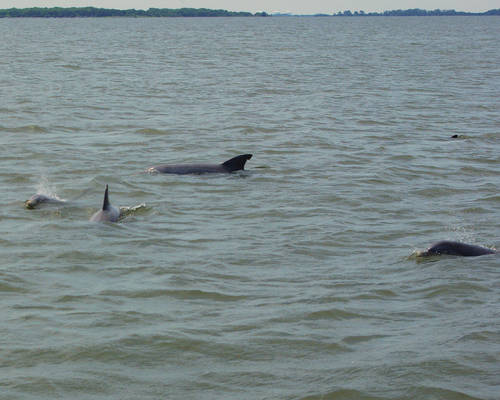 Dolphins playing