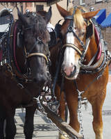 Savannah Carriage Horses