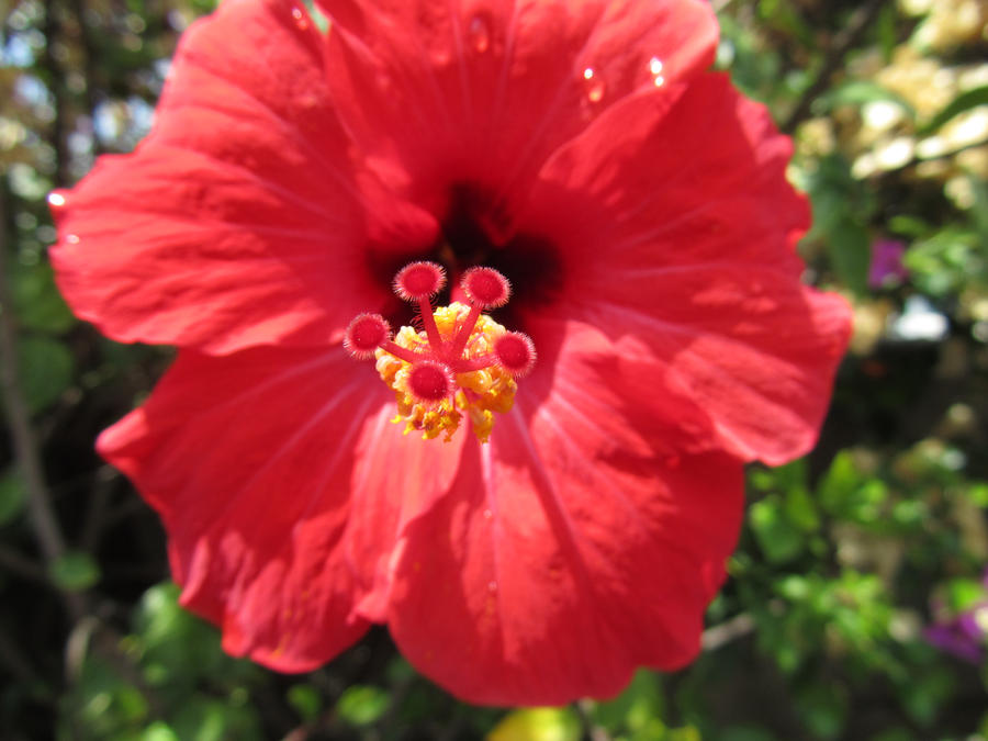 Another Red Flower