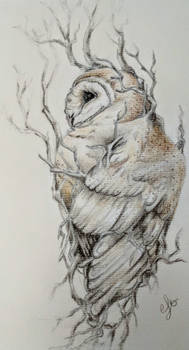 Bark Bound Owl