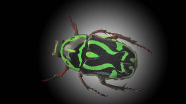 greenblack beetle quicky