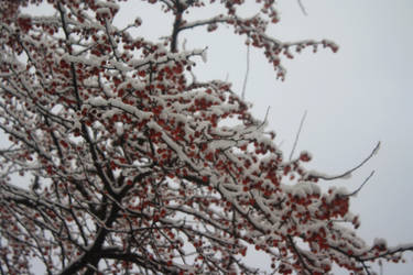 Winter Berries