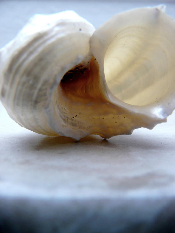 Wite Shells white shell by PiaBecker on DeviantArt