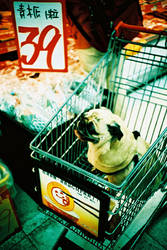 pug in shopping cart by pug-friends