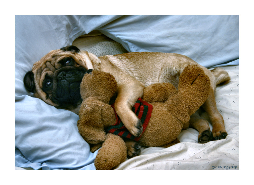 Let Sleeping Pugs Lie