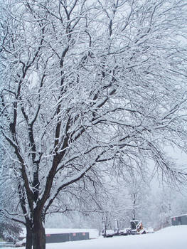 Snow Tree Stock