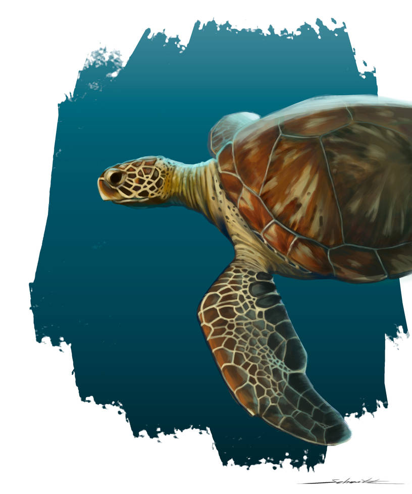 Aff Turtle Sea Turtle by SchmittArtes on DeviantArt