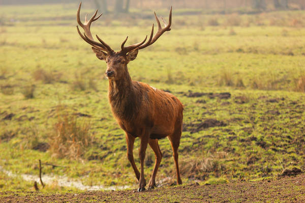 Red Deer 1