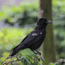 Crow 1