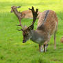 Fallow Deer 2