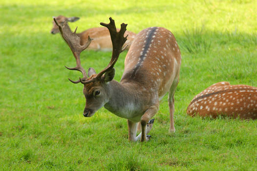 Fallow Deer 2